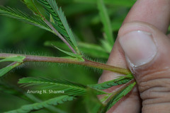 Chamaecrista auricoma